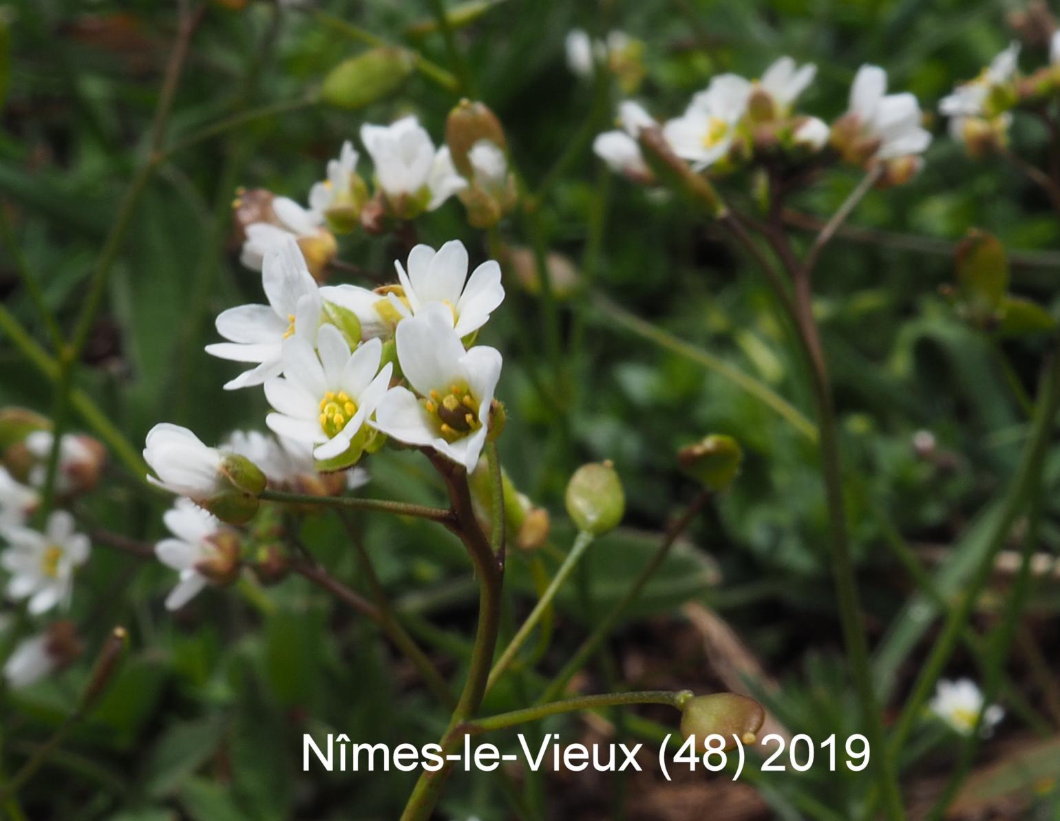 Whitlow Grass, Spring